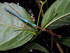 Marmessoidea rosea