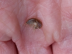 Gammarus fasciatus