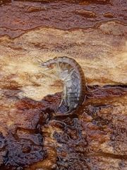 Gammarus fasciatus