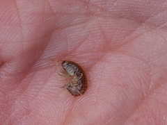 Gammarus fasciatus