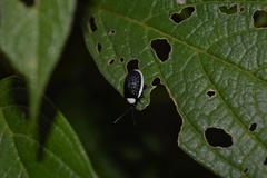 Asphaera albomarginata