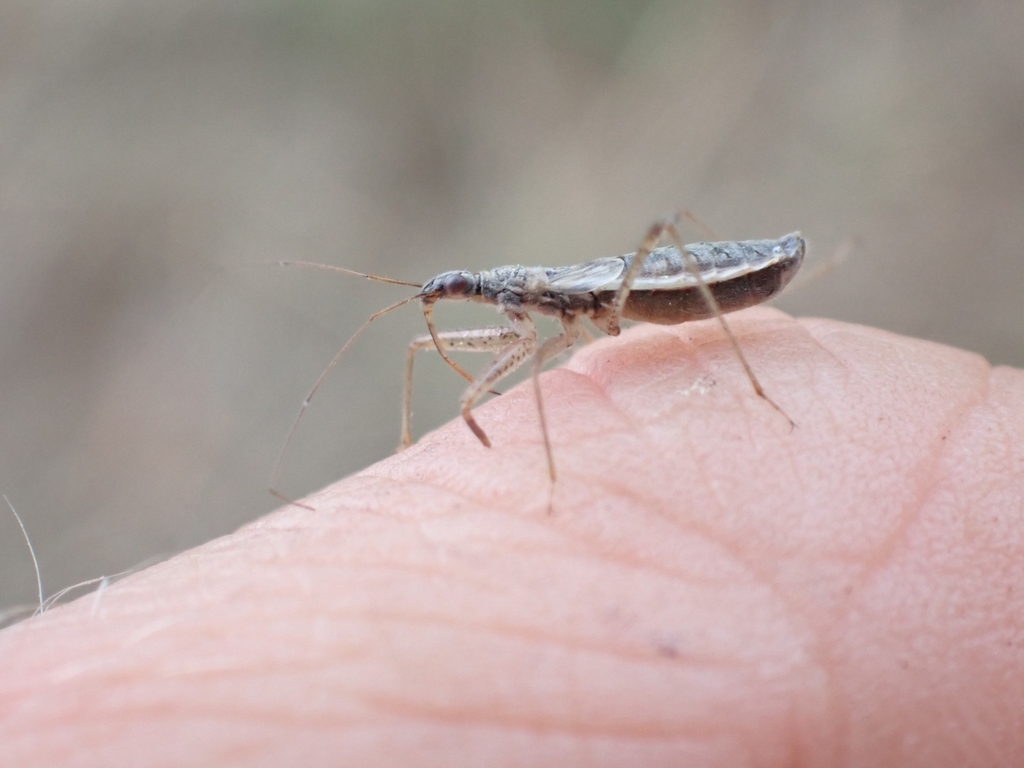 Nabis nigrovittatus