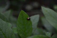 Cycloneda fryii
