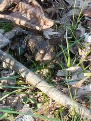 Anaxyrus americanus