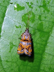 Lecithocera biferrinella