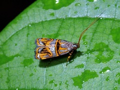 Lecithocera biferrinella