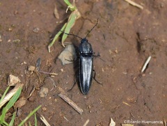 Tibionema abdominalis