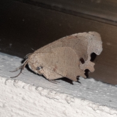 Phyllodonta indeterminata