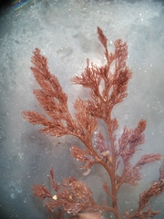 Microcladia coulteri