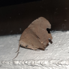 Phyllodonta indeterminata