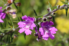 Hemiandra glabra