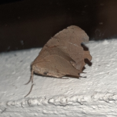 Phyllodonta indeterminata