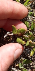 Doryopteris triphylla image