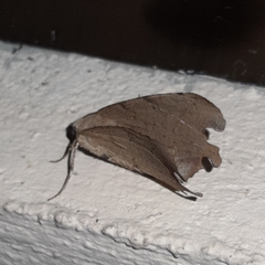 Phyllodonta indeterminata