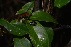 Asphaera albomarginata