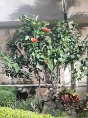 Hibiscus rosa-sinensis