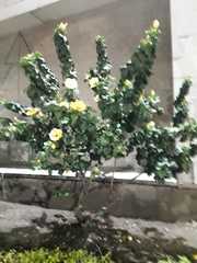 Hibiscus rosa-sinensis