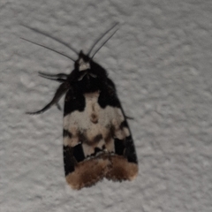 Bryolymnia bicon
