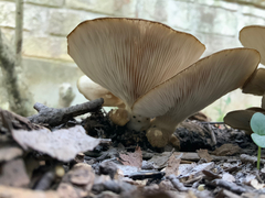 Pleurotus columbinus