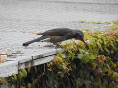 Hypsipetes amaurotis