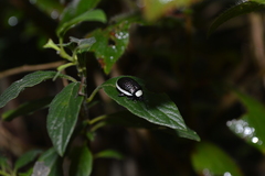 Asphaera albomarginata