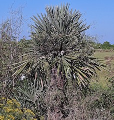 Trithrinax campestris