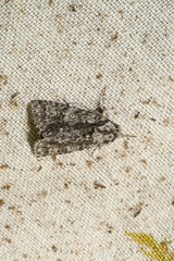 Acronicta impressa
