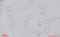 Pseudombrophila