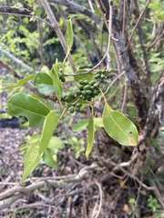 Zanthoxylum punctatum