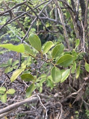 Zanthoxylum punctatum