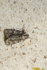 Acronicta impressa
