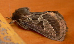 Eudalaca ammon
