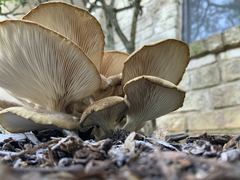 Pleurotus columbinus