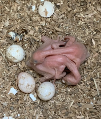 Colaptes auratus cafer