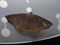 Synnomos firmamentaria