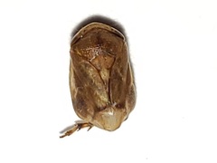 Clastoptera querci