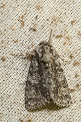 Acronicta impressa
