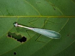 Leptomantella albella