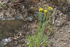 Crepis atribarba