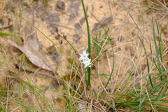 Caesia parviflora parviflora