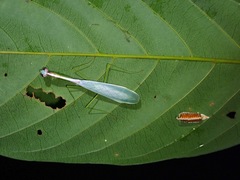 Leptomantella albella