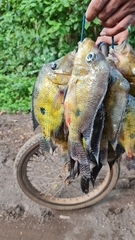 Cribroheros rostratus