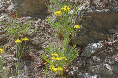 Crepis atribarba
