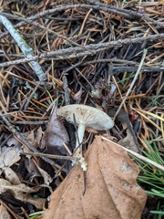 Clitocybe salmonilamella
