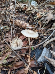 Clitocybe salmonilamella