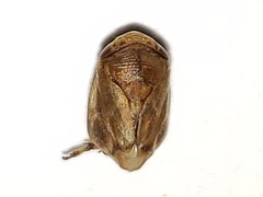 Clastoptera querci
