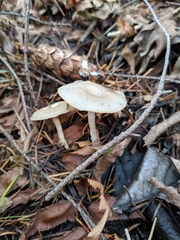 Clitocybe salmonilamella