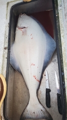 Hippoglossus stenolepis