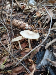 Clitocybe salmonilamella