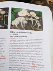 Clitocybe salmonilamella